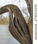 Dramatic close-up of ancient gnarled tree trunk with wildly twisting curves, deep fissures, and patchy moss growth overlooking calm gray river waters under overcast sky, showcasing raw organic textures and weathered form.