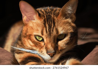 Dramatic close-up of Bengal cat with piercing green eyes and long whiskers. Rich orange ticked fur, low-key warm lighting on dark textured background. 