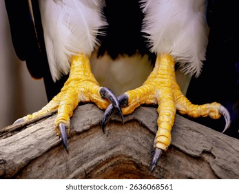 A dramatic close-up of eagle talons, capturing the raw strength and precision of this majestic bird of prey. The sharp claws and textured scales emphasize the eagle’s power. 