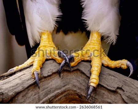 A dramatic close-up of eagle talons, capturing the raw strength and precision of this majestic bird of prey. The sharp claws and textured scales emphasize the eagle’s power. 