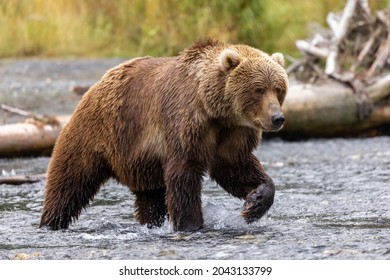 Dramatic closeup of enormous wild Kodiak brown bear walking through a stream looking for salmon in late summer on Kodiak island, Alaska