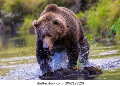Dramatic closeup of ferocious, charging, wild brown bear lunging for salmon while fishing in wilderness stream on Kodiak island, Alaska