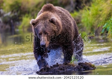 Dramatic closeup of ferocious, charging, wild brown bear lunging for salmon while fishing in wilderness stream on Kodiak island, Alaska