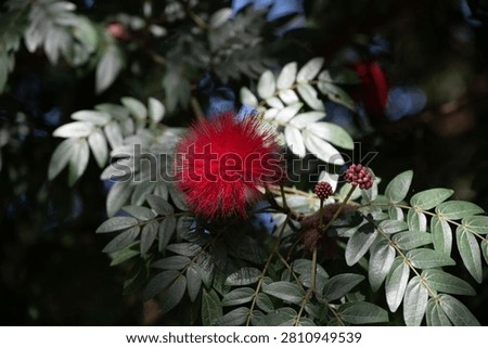 A dramatic close-up of a fluffy, bright red Calliandra haematocephala flower, known as a Red Powder Puff bloom, nestled amongst lush green and silver-