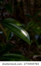 Dramatic close-up of a glossy green leaf illuminated by a narrow beam of light against a deep, dark background. Symbolizes resilience and natural elegance in a moody, minimalist setting.