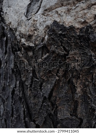 A dramatic close-up highlighting nature's finest details