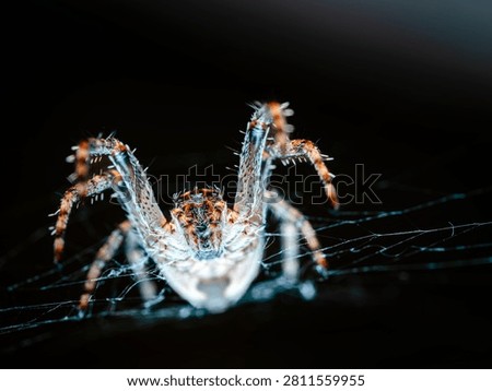 Dramatic close-up macro photograph of a common orb-weaver spider meticulously hanging in the center of its intricate geometric web.