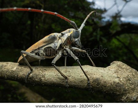 Dramatic close-up macro portrait of a tropical longhorn beetle gripping a textured mossy tree twig against a soft blurred dark green forest bokeh background.