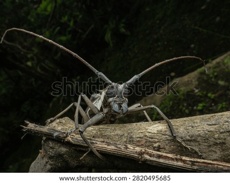 Dramatic close-up macro portrait of a tropical longhorn beetle gripping a textured mossy tree twig against a soft blurred dark green forest bokeh background.
