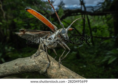 Dramatic close-up macro portrait of a tropical longhorn beetle gripping a textured mossy tree twig against a soft blurred dark green forest bokeh background.