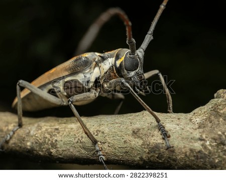 Dramatic close-up macro portrait of a tropical longhorn beetle gripping a textured mossy tree twig against a soft blurred dark green forest bokeh background.