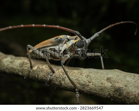 Dramatic close-up macro portrait of a tropical longhorn beetle gripping a textured mossy tree twig against a soft blurred dark green forest bokeh background.