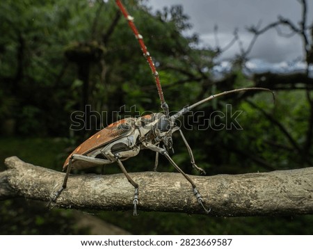 Dramatic close-up macro portrait of a tropical longhorn beetle gripping a textured mossy tree twig against a soft blurred dark green forest bokeh background.