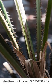 A dramatic close-up of sharp serrated leaves of a tropical bromeliad or pineapple plant, with sunlight catching the jagged thorn-like edges and revealing fine texture details of green and dried brown foliage against a softly blurred dark background. The vertical composition and shallow depth of field emphasize the plant's natural geometric pattern and spiky structure, making it ideal for nature, botany, tropical gardening, and organic texture content.