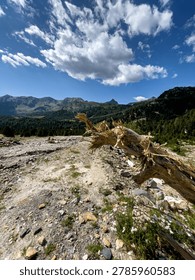 A dramatic close-up of a shattered dead tree trunk in the foreground, overlooking a vast, rocky alpine valley beneath green mountain ridges and a cloudy blue sky.