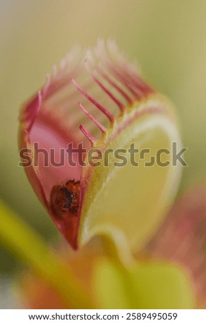 A dramatic close-up of a Venus flytrap, its jaws around an insect. The plant’s vibrant green leaves, lined with tooth-like structures, create a striking contrast against the captured prey  inside.