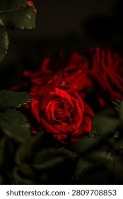 A dramatic close-up of a vibrant red rose covered in fresh water droplets, set against a dark, moody background. The flower is in sharp focus, revealing the intricate spiral of its petals, while other red roses and green leaves are softly blurred in the background, creating a romantic and elegant atmosphere suitable for themes of love and nature.