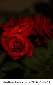 A dramatic close-up of a vibrant red rose covered in fresh water droplets, set against a dark, moody background. The flower is in sharp focus, revealing the intricate spiral of its petals, while other red roses and green leaves are softly blurred in the background, creating a romantic and elegant atmosphere suitable for themes of love and nature.