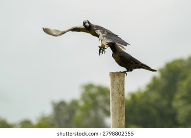 Dramatic close-up of a wild black crow mid-air with wide open wings preparing to land next to another crow perched on a wooden bamboo pole against a bright sky in Kalutara South, Sri Lanka.