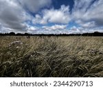 Dramatic cloud and blue sky over long grass and wild flowers.