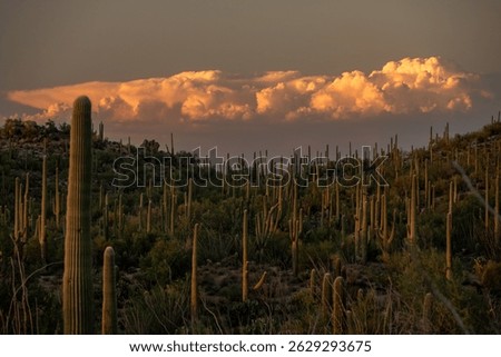Dramatic Clouds Glow Orange Over Saguaro Cactus Forest in Saguaro National Park