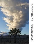 Dramatic clouds over Joshua trees on a windy day in Joshua Tree National Park, California.