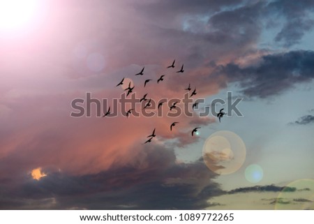 Migratory birds in the evening sky