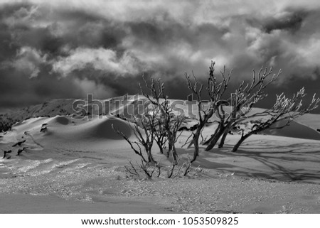 Dramatic cloudy skies for a backdrop to ghostly snowgum branches in deep snow.  Bogong High Plains Australia
