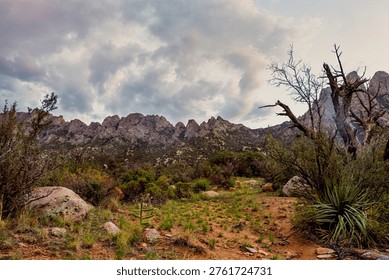 A dramatic, cloudy sky looms over a rugged mountain range in a desert landscape. The foreground features dry, rocky terrain dotted with sparse vegetation, including a small cactus and a large yucca plant, with a gnarled, dead tree branch reaching out towards the sky.