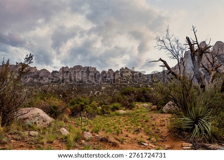 A dramatic, cloudy sky looms over a rugged mountain range in a desert landscape. The foreground features dry, rocky terrain dotted with sparse vegetation, including a small cactus and a large yucca plant, with a gnarled, dead tree branch reaching out towards the sky.