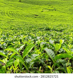 Dramatic Cloudy Sky Over Green Tropical Hills in Indonesia. A wide-angle landscape shot of lush green tropical hills in Indonesia under a heavy, dramatic gray cloudy sky.