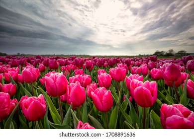 dramatic cloudy sky over pink tulip field in spring