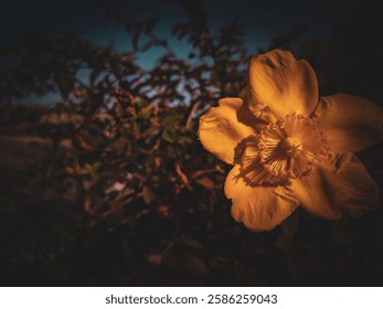 The dramatic contrast between light and shadow highlights the beauty of a yellow flower. The interplay of illumination and darkness creates a captivating and almost painterly effect.