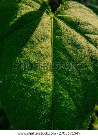 Dramatic contrast macro shot highlighting the division between the bright, sunlit, fuzzy texture and the dark, encompassing shadow of the leaf.
