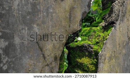 Dramatic contrast: nature's power vs. the decay of an old concrete wall. Lush green moss grows in the crack, symbolizing resilience and life. #NatureVibes #WallTexture #Resilience