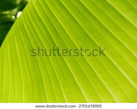 Dramatic corner view of a bright green banana leaf, where the top left corner fades into dark shadow. The composition creates contrast and depth, perfect for overlays or text placement.