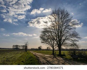 Dramatic Country Road with Bare Tree Under Cloudy Sky in Rural Countryside Landscape