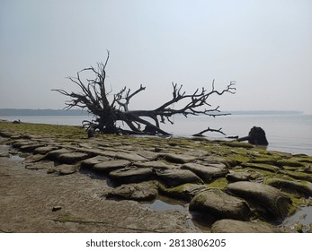 A dramatic dead fallen tree resting on a moss-covered rocky shoreline beside calm coastal waters under a bright blue sky, creating a striking natural landscape.