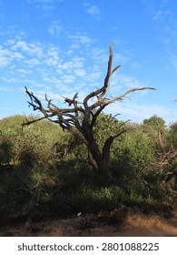 A dramatic dead tree with bare branches standing against a brilliant blue sky with wispy white clouds in the South African bushveld.