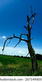 A dramatic dead tree with clim