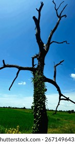 A dramatic dead tree with clim