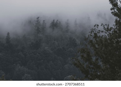 Dramatic, dense coniferous forest shrouded in thick, mysterious fog. This dark, moody, and atmospheric scene evokes feelings of wilderness, solitude, and Scandinavian nature.
