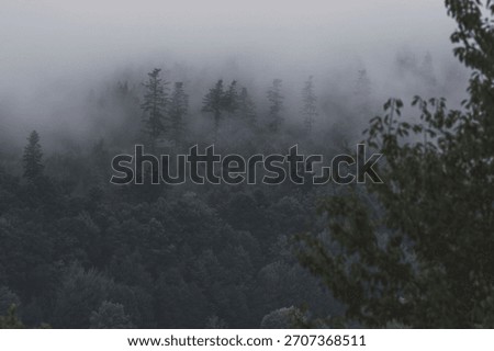 Dramatic, dense coniferous forest shrouded in thick, mysterious fog. This dark, moody, and atmospheric scene evokes feelings of wilderness, solitude, and Scandinavian nature.
