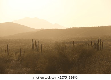 A dramatic desert landscape featuring a range of cactus bushes illuminated by a glowing, golden sunset