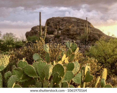 Dramatic Desert Nature