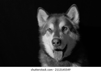 Dramatic Dog Isolated Black Portrait