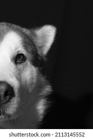 Dramatic Dog Isolated Black Portrait