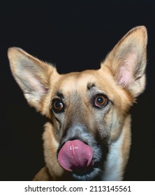 Dramatic Dog Isolated Black Portrait