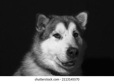 Dramatic Dog Isolated Black Portrait