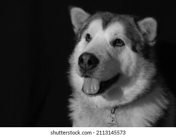 Dramatic Dog Isolated Black Portrait